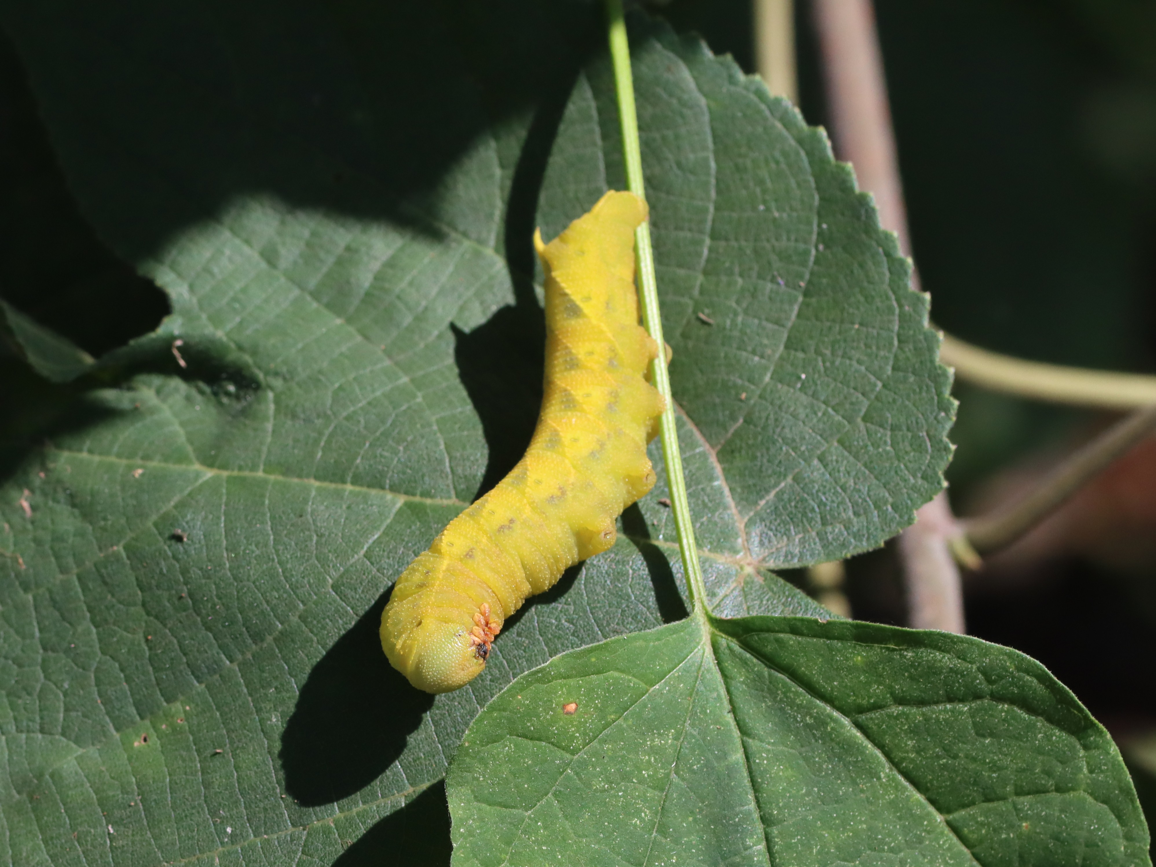 メンガタスズメ3